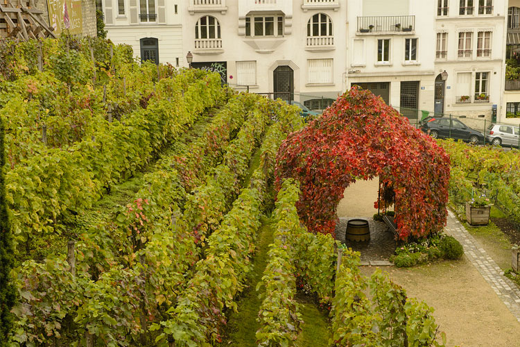 Vignoble Le clos montmartre